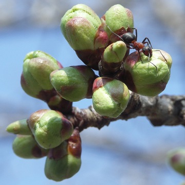 bloesemknop met mier