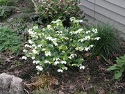 DSCN3973